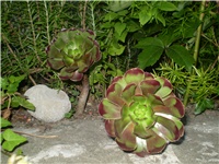 ea42d213-Picture 5175.jpg